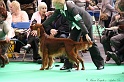 Crufts2011 603